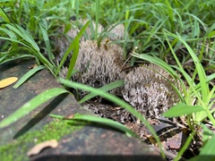 Clavulina cinerea