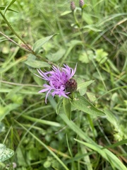 Centaurea nigrescens