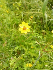 Bidens macroptera