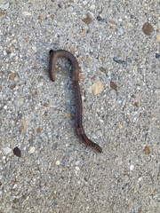 Lumbricus
