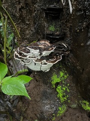 Ischnoderma resinosum