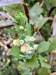 Phyllanthus calycinus