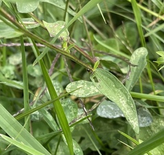 Centaurea nigrescens