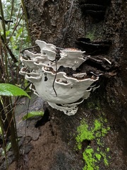 Ischnoderma resinosum