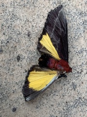 Toccolosida rubriceps