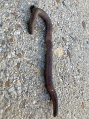 Lumbricus
