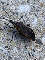 Anasa
