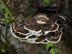 Ischnoderma resinosum