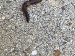 Lumbricus