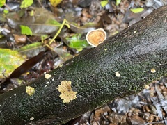 Microporus xanthopus