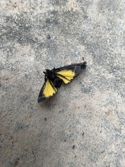 Toccolosida rubriceps