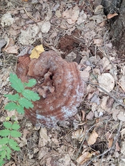 Phaeolus
