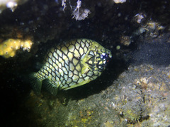 Cleidopus gloriamaris