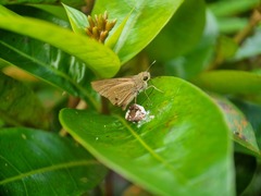 Pelopidas mathias
