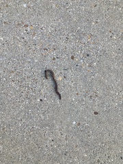 Lumbricus