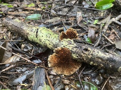 Hydnellum aurantiacum