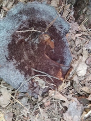 Phaeolus