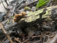 Hydnellum aurantiacum