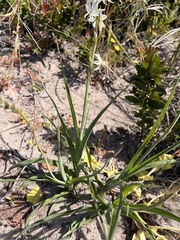 Asparagales