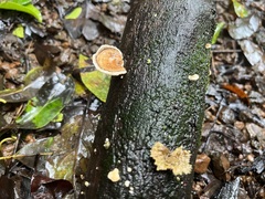 Microporus xanthopus