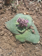 Ledebouria ovatifolia