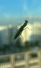 Tropidomantis tenera