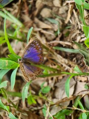 Poritia sumatrae
