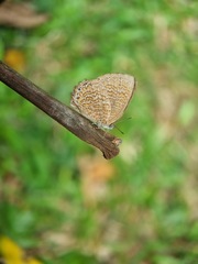 Poritia sumatrae