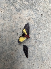 Toccolosida rubriceps