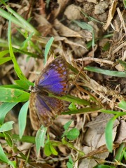 Poritia sumatrae