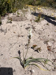 Asparagales