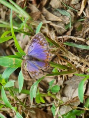 Poritia sumatrae