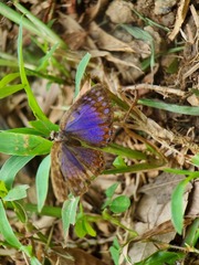 Poritia sumatrae
