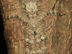 Pandercetes