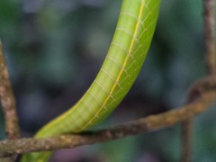 Ahaetulla prasina