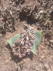 Ledebouria ovatifolia