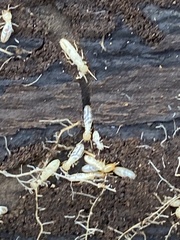 Reticulitermes flavipes