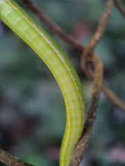 Ahaetulla prasina