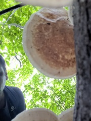 Microporus xanthopus