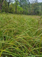 Cladium