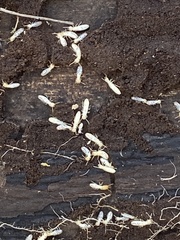 Reticulitermes flavipes