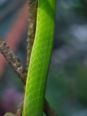 Ahaetulla prasina