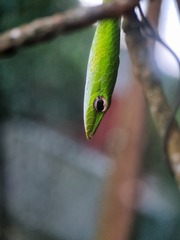 Ahaetulla prasina