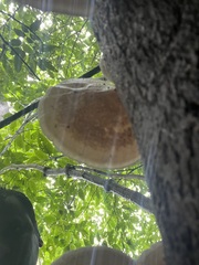 Microporus xanthopus