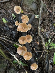 Microporus xanthopus