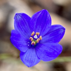 Chamaescilla corymbosa
