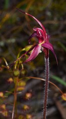 Caladenia cruciformis