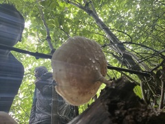 Microporus xanthopus