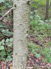 Abies sibirica