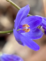Chamaescilla corymbosa